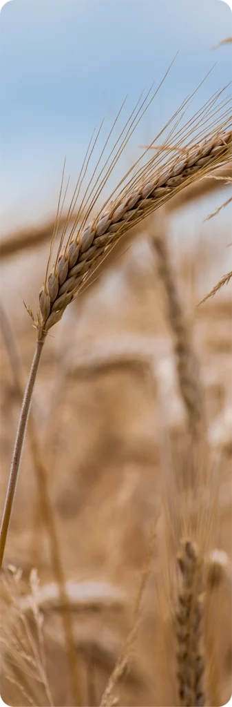 épis de blé