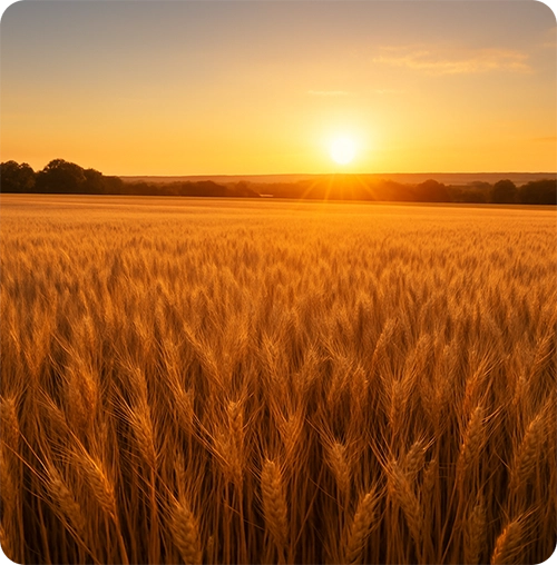 champs de blé au coucher de soleil